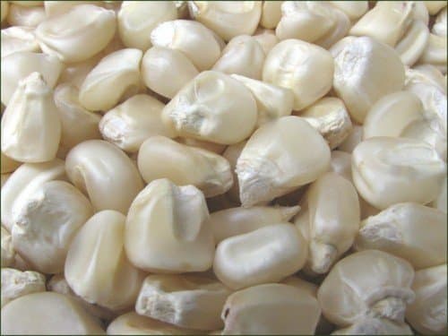 White corn or maize for Human consumption _ Animal Feed